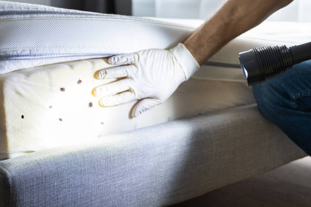 Best Mosquito Control Services  in Montrose, MN