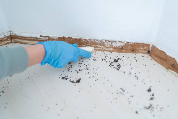 Best Local Pest Control Services  in Montrose, MN