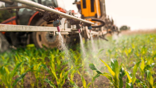 Best Ant Control Services  in Montrose, MN
